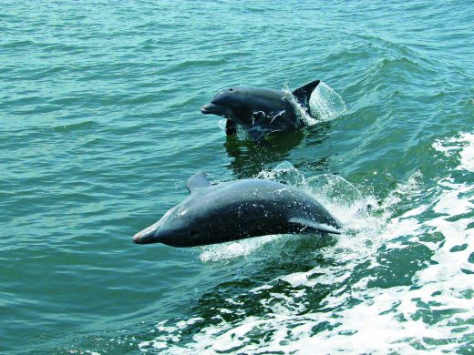 Kalpitiya Dolphin Watching