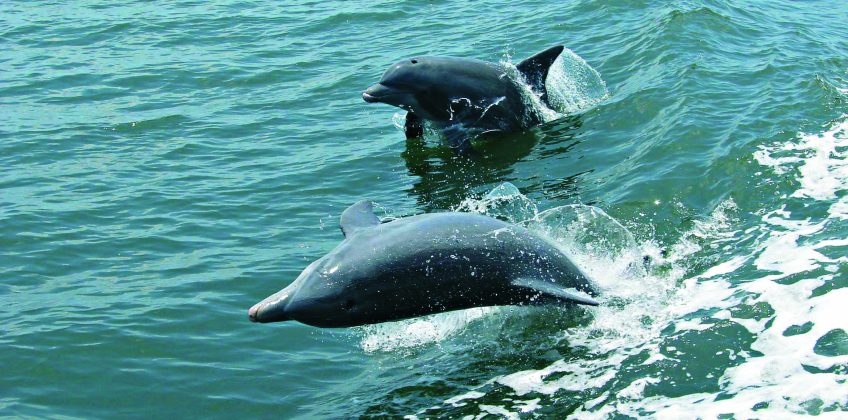 Kalpitiya Dolphin Watching