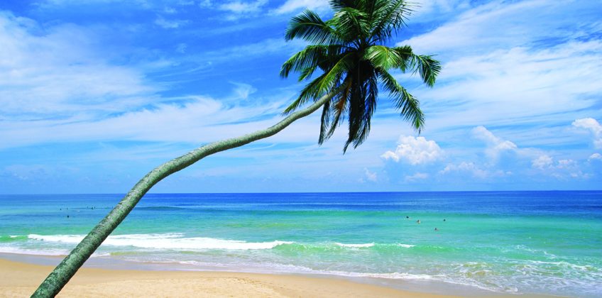 Palm tree and surfer, Hikkaduwa beach, island of Sri Lanka, Indian Ocean, Asia