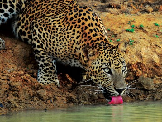 Yala – National Park – Leopard-01