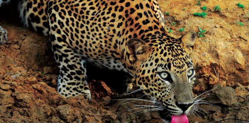 Yala – National Park – Leopard-01